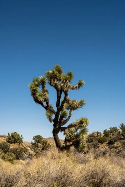 Single Gnarly Joshua Tree Reaches Out Scrub Brush Surrounding California — Stock Photo, Image