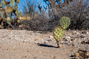 Saguaro Ulusal Parkı 'nda kumlu yıkamada büyüyen Armut Kaktüsü