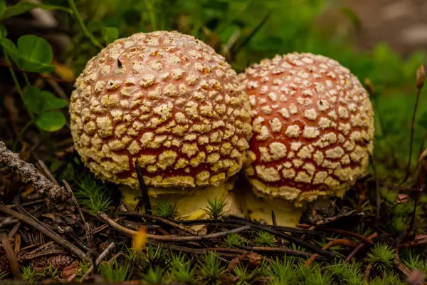 Dvě Malé Houby Rostou Zelené Lesní Podlaze Národním Parku Skalnaté — Stock fotografie