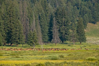 Geyik Yellowstone Ulusal Parkı 'ndaki Grassy Vadisi' nde toplanmaya başladı.