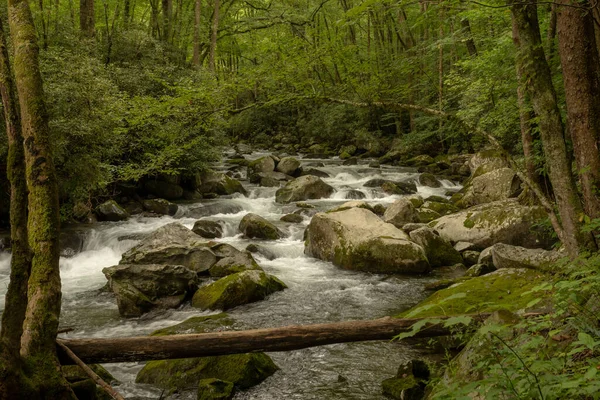 Wasser Rauscht Durch Big Creek Über Moosbewachsene Felsbrocken Great Smoky — Stockfoto