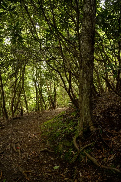 Szeroka Trasa Lesie Rododendron Skręca Tuż Przy Szlaku Parku Narodowym — Zdjęcie stockowe