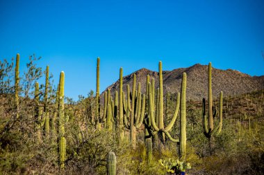 Saguaro Ulusal Parkı 'ndaki Saguaro Korusunun Parlak Yeşil Renkleri