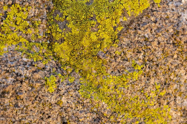 Ljusgula Lavan Växer Klippan Joshua Tree National Park — Stockfoto