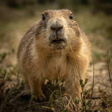 Toprak kaplı Prarie Köpeği Garip bir şekilde yaklaşıyor