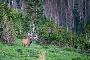 Büyük Raflı Geyik Kayalık Dağ Milli Parkı 'ndaki yüksek bir çayırda Kadife içinde