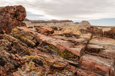 Lichen Taşlaşmış Orman Ulusal Parkı 'nda Taşlaşmış Ahşap Dokusunda Büyüyor