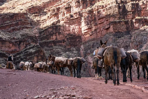 Grand Canyon Verenigde Staten Maart 2021 Grote Muilezeltrein Neemt Rust — Stockfoto