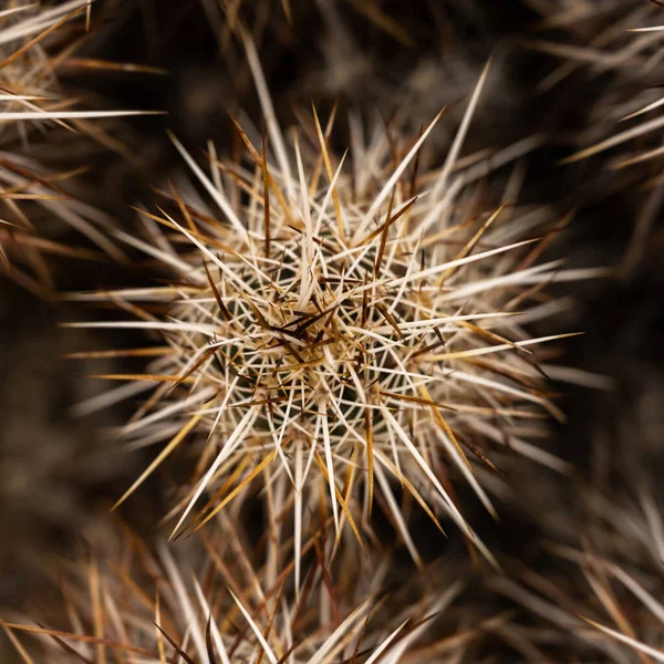 Patrząc Dół Engelmann Jeż Kaktusowy Joshua Tree National Park — Zdjęcie stockowe