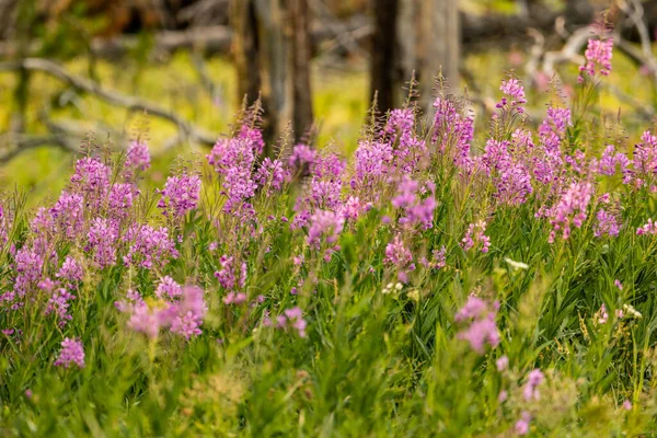 Patch Fireweed Blooms Summer Yellowstone National Park — Stock fotografie