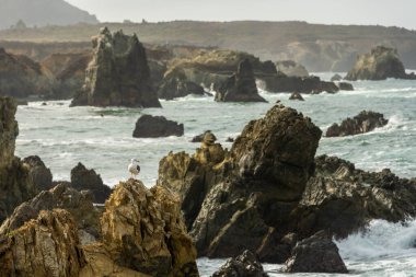 Rocky Coast ve Single Sea Martı Kaliforniya 'da Big Sur kıyısında