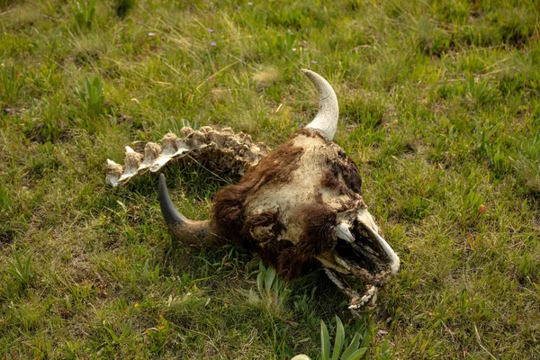 Überreste Eines Bisonschädels Yellowstone Nationalpark Gefunden — Stockfoto