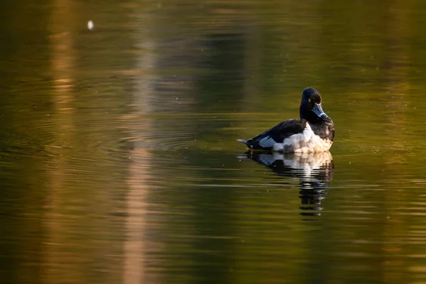 Ripples Eminate Ring Neck Duck Sprague Lake Національному Парку Скелястих — стокове фото