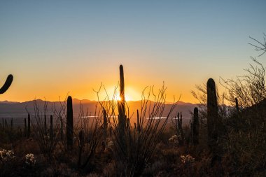 Saguaro Kaktüsleri ve Ocatillo 'dan geçen güneş ışığı Saguaro Ulusal Parkı' nda gün batımında