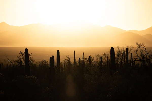 Sziluettezett Saguaro Kaktusz Állvány Magas Napnyugtakor Sonoran Sivatagban — Stock Fotó