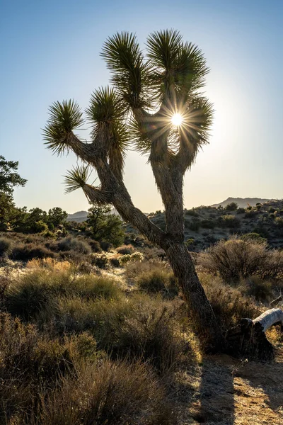 Sol Brast Genom Lutande Joshua Tree Vinterdagen — Stockfoto