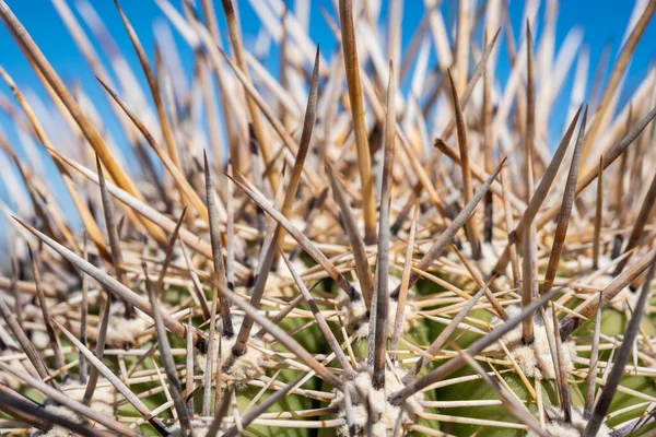 園蘭砂漠の若いサガロの上に広がる太い棘 — ストック写真