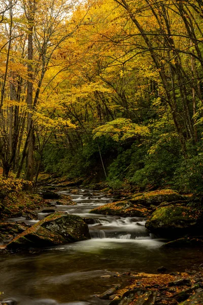 Żółty Baldachim Nad Prostym Widelcem Jesienią Parku Narodowym Great Smoky — Zdjęcie stockowe