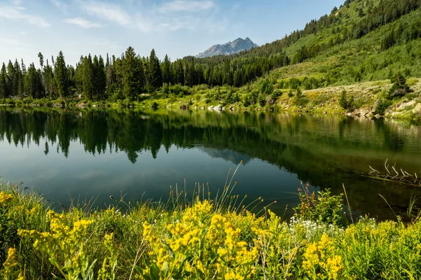 Yellow Flowers Trapper Lake Grand Teton National Park — Stock Photo, Image