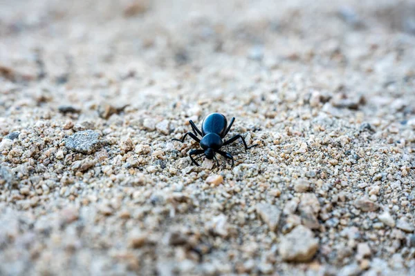 Escarabajo Negro Busca Comida Sandy Trail Parque Nacional Joshua Tree — Foto de Stock
