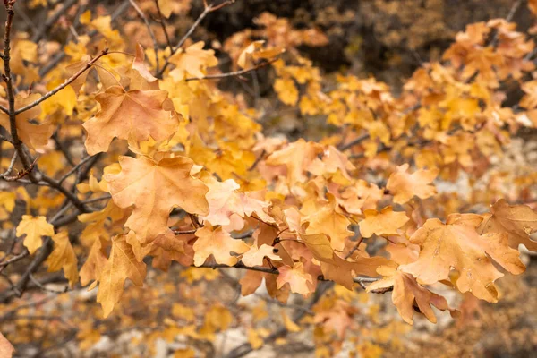 Close Fall Colors Guadalupe Mountains National Park — Stock Photo, Image