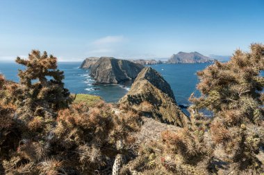 Kuru Kaktüs, sonbaharın başlarında Kanal Adalarına Bakar