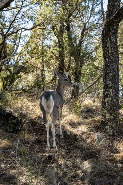 Deer Along Chisos Mountain Trail in Big Bend National Park