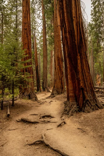 Пустой Путь Проходит Через Высокие Сосны Национальном Парке Йосемити — стоковое фото