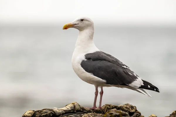 Full Body Profile Sea Gull Сірий День Вздовж Узбережжя Біг — стокове фото