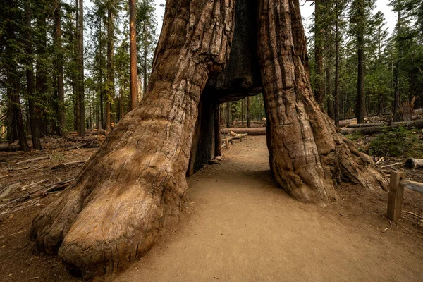 Toegang Tot Tunnelboom Mariposa Grove Van Het Yosemite National Park — Stockfoto