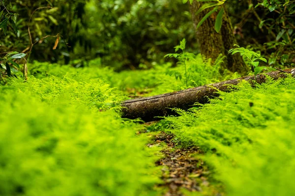 Green Ferns Fallen Tree Encrouch Narrow Trail Great Smoky Mountains — стокове фото