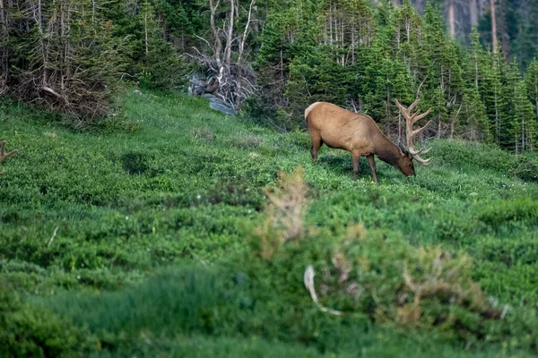 Large Elk Grazes Alpine Visitors Center Rocky Mountain National Park — Stock Photo, Image
