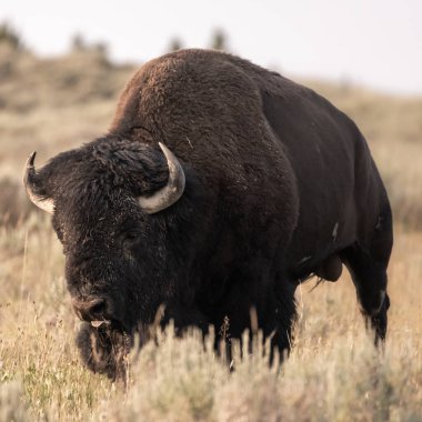Çamur Yüzlü Erkek Bizon Yellowstone Ulusal Parkı 'nda Kahverengi Çimlerde Yürüyor