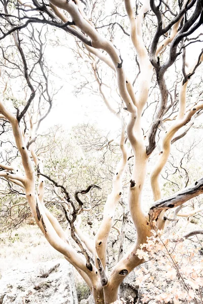 Árvore Superexposta Ramos Alcance Céu Céu Brilhante — Fotografia de Stock