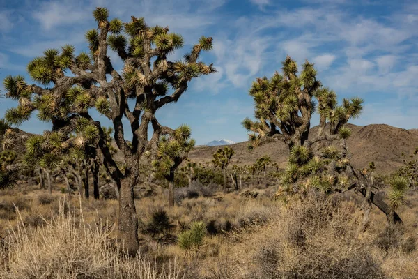 Гора Оникс Проглядывает Сквозь Деревья Джошуа Пустыне — стоковое фото