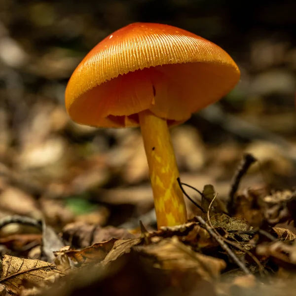 Rozedraný Okraj Oranžové Houbové Textury Lesní Půdě — Stock fotografie