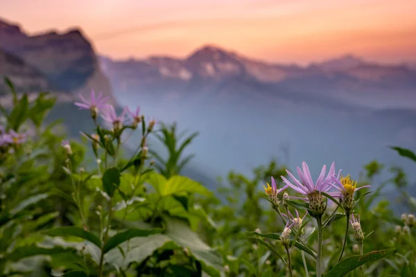 Aster Violet Fleurit Long Sentier Highline Lever Soleil Dans Parc — Photo