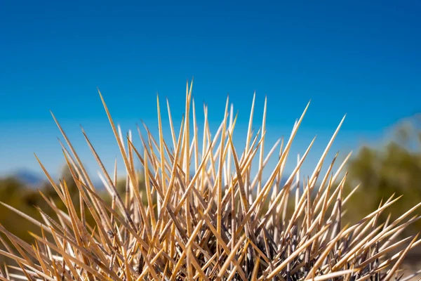 Thick Bristles Catus Jut Sky Arizona Park — Stock Photo, Image