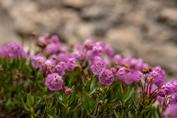 Pequeñas Flores Brezo Montaña Florecen Verano Parque Nacional Las Montañas — Foto de Stock
