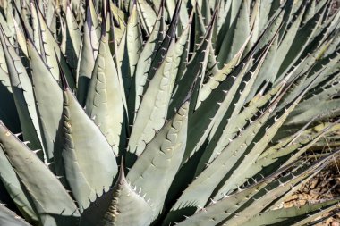 Agave Yaprakları Guadalupe Dağları Ulusal Parkı 'nda çekilen kareyi doldurur