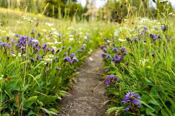 Alpine Daisy Blooms Flank Narrow Trail Verano Parque Nacional Yellowston — Foto de Stock