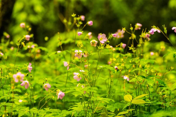 Дикі Квітки Герану Звисають Разом Лісовій Підлозі — стокове фото