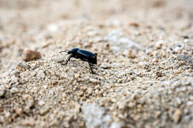 Joshua Tree Ulusal Parkı 'nda Kara Böcek Kameradan Uzaklaşıyor