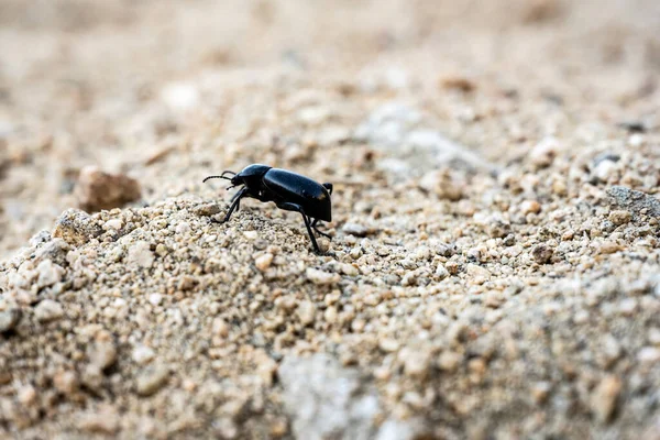 Black Beetle Walks Camera Ground Joshua Tree National Park — 스톡 사진