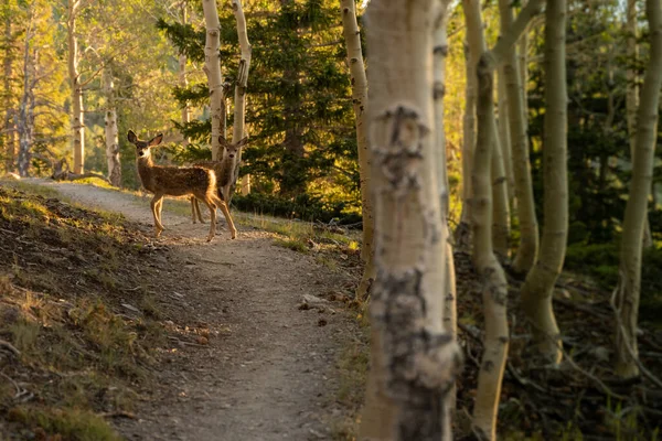 Deer Crosses Trail in Morning Light through aspen forest