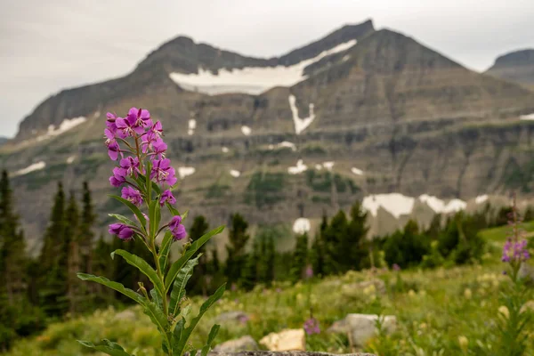 Floresce Fireweed Alpine Meadow Glacier National Park — Fotografia de Stock