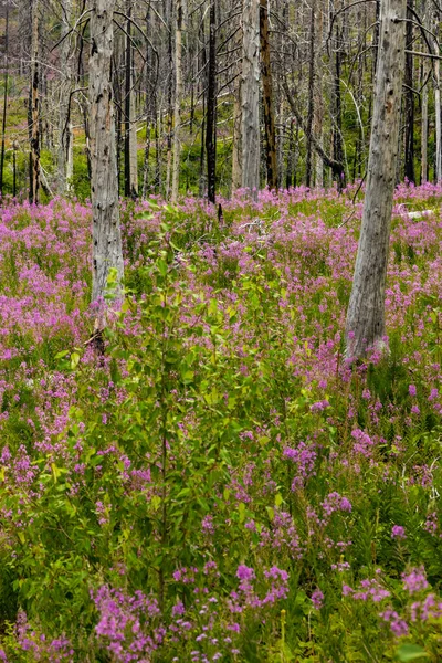 Fireweed Tarlası Buzul Ulusal Parkı Ndaki Yanmış Ağaçlar Üssünde Çiçek — Stok fotoğraf