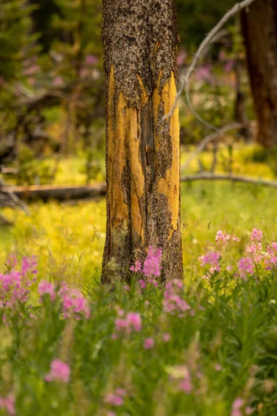 Fireweed Grows Base Rubbing Tree Summer Yellowstone National Park — 스톡 사진