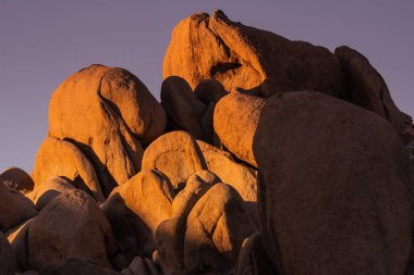 Joshua Tree Ulusal Parkı 'nda Sabah Işığı Dev Kayaların Üzerinde