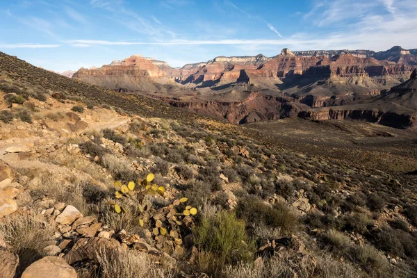 Prickly Pear Cactus Växer Längs South Kaibab Trail Grand Canyon — Stockfoto